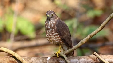 Shikra Bird ( Accipiter badius) on a tree branch on nature background. Hawk.  Stock Footage 194526078