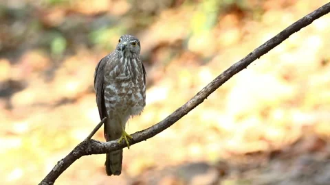 Shikra Bird ( Accipiter badius) on a tree branch on nature background. Hawk.  Stock Footage 194526255