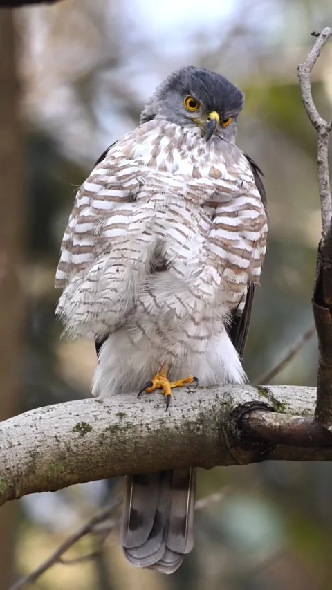 Shikra Bird Perched on Tree Branch in Wild Nature Forest Stock Footage 331006531
