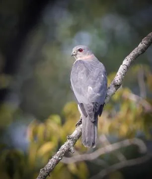 Shikra bird. Stock Photos