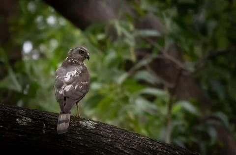 Shikra bird Stock Photos