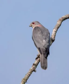 Shikra bird. Stock Photos