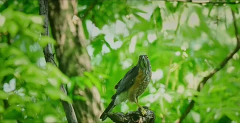 A shikra bird of prey perched on a tree branch in a lush green forest Vidéo 334269511