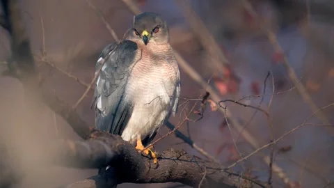 Shikra Bird of Prey Perched on Tree Branch 4k Telephoto Shot Stock Footage 338266377