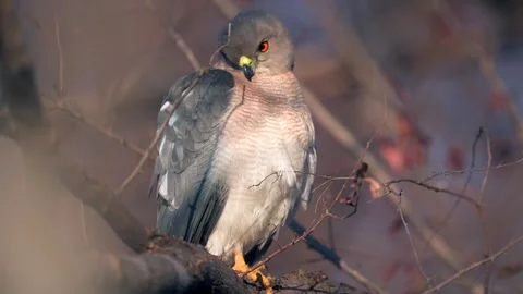Shikra bird of prey scouting the area for potential kill Video stock 300949531