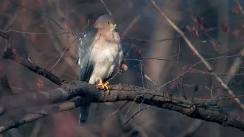 Shikra bird of prey scouting the area for potential kill Video stock 300949547
