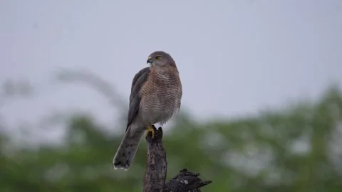 Shikra elegantly perched on a dry tree in Jawai national park Stock Footage 292492083