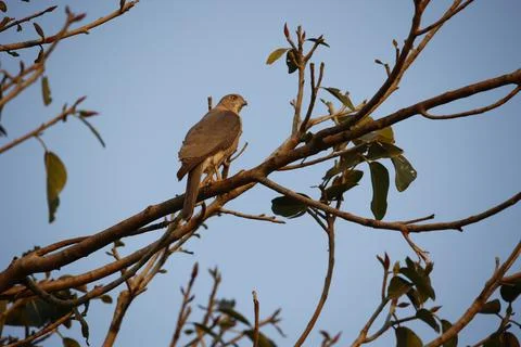 Shikra falcon Stock Photos