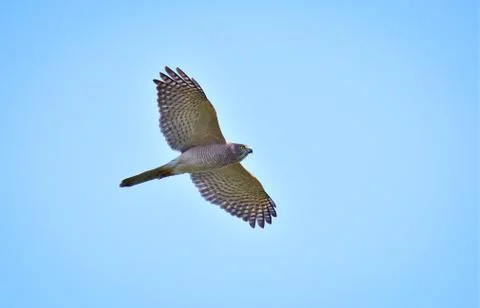 Shikra flying hover Stock Photos