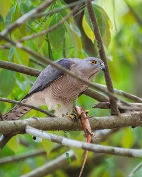 Shikra with it's kill Stock Photos