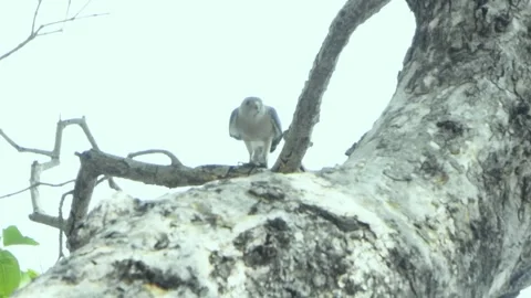 Shikra sitting on a branch of  a tree having her meal Stock Footage 208386065