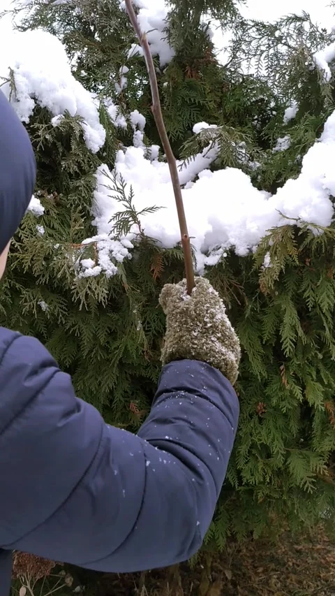 Сhild knocking snow off a thuja with a stick Boy knocks snow off a tree Video Stock Footage 299912420