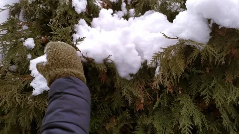 Сhild knocks snow off a thuja. Boy knocks snow off a tree with his hand Video Stock Footage 299912333