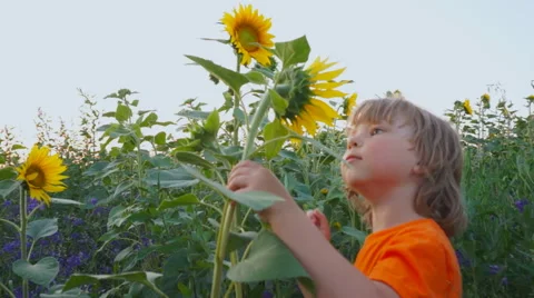 Сhild sniffs sunflower field Video stock 52053493