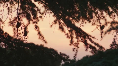 Shiluette of pine tree, with pine cones on focus. Sunset colors Stock Footage 137231956