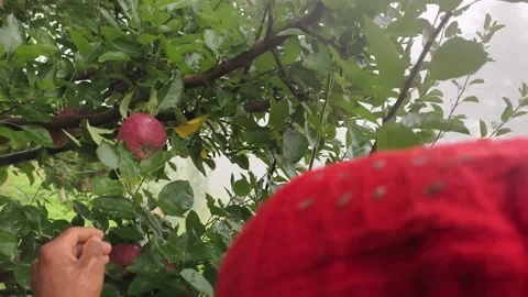 Shimla, Himachal: 9 August 2025 - Apple Farm In Valley Farmer Harvest Scene Stock Footage 331656460