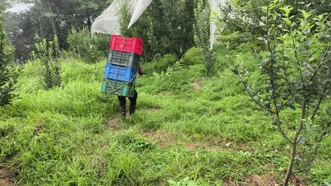 Shimla, Himachal: 9 August 2025 - Man Carrying Apple Crates From Valley Farm Stock Footage 331656667