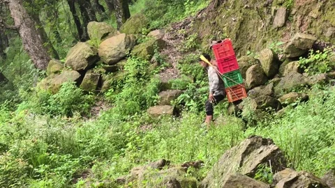 Shimla, Himachal: 9 August 2025 - Farmers Transporting Apple Crates In Orchard Stock Footage 331656721