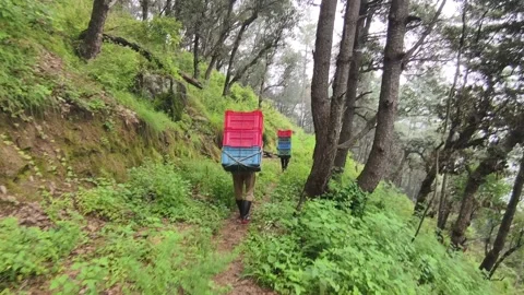 Shimla, Himachal: 9 August 2025 - Farmers Trekking With Apple Crates In Valley Stock Footage 331656762