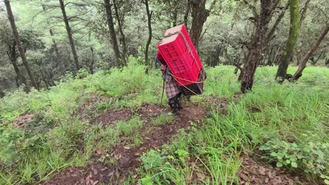 Shimla, Himachal: 9 August 2025 - Farmers Walking With Apple Crates In Greenery Stock Footage 331656912