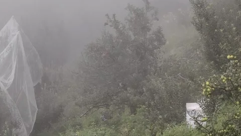 Shimla, Himachal: 9 August 2025 - Timelapse Apple Tree Harvest In Valley Stock Footage 331656988