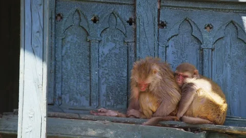 Shimla, india Stock Footage 90866570