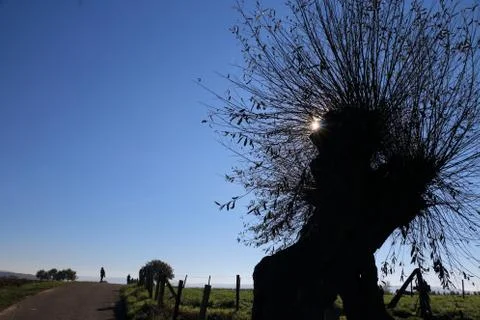 Shimmered light shining in the tree Stock-Fotos