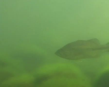 Shimmering bass Stock Footage 978008