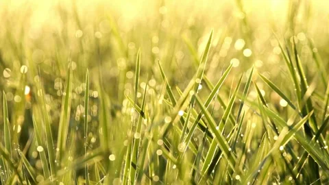 Shimmering dew drops on green grass at golden sunrise Vídeo Stock 332283760
