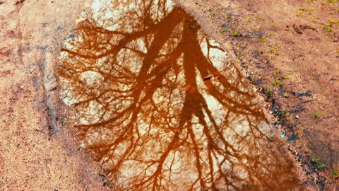 Shimmering, eerie, apocalyptic tree reflection, water Stock Footage 297566172