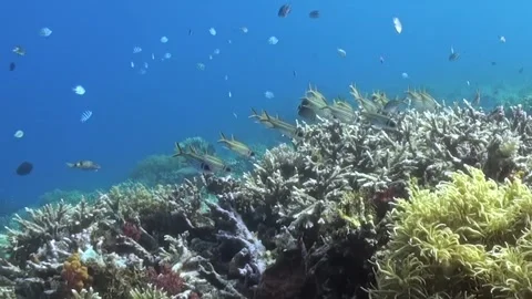 Shimmering Fish Dance Around a Vibrant Coral Garden in the Sunlight Stock Footage 334790503