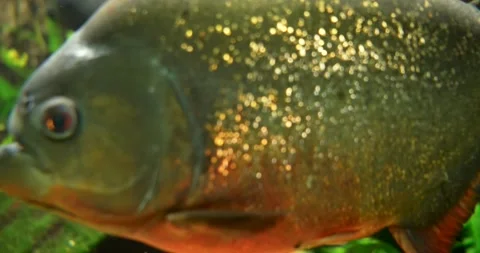 Shimmering Fish Gliding Through Clear Waters Stock Footage 285235126