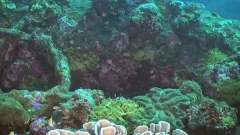 Shimmering Fish Gracefully Explore a Majestic Coral Garden at Daytime Stock Footage 334790050