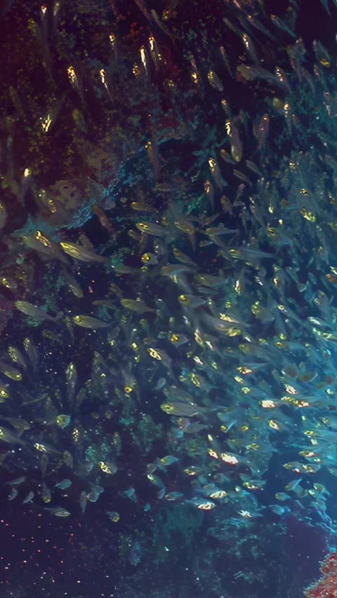 Shimmering Fish School Dances in Deep Blue Ocean Realm Stock Footage 337499759