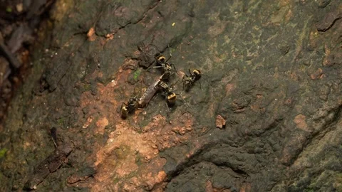 Shimmering Forest Ants Feeding on Insect Prey on Tropical Tree Bark Видео 337765740