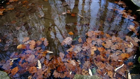 Shimmering Forest Pool With Reflection of Man Stock Footage 121845949