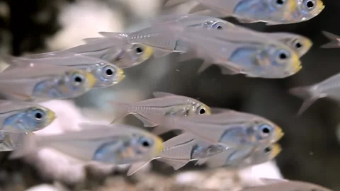 Shimmering Glassfish School Glides Through Tranquil Aquarium Waters Stock Footage 340588166