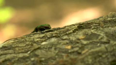 A Shimmering Green Beetle resting on Tree Bark within the Beautiful Wonders of Stock Footage 281451014