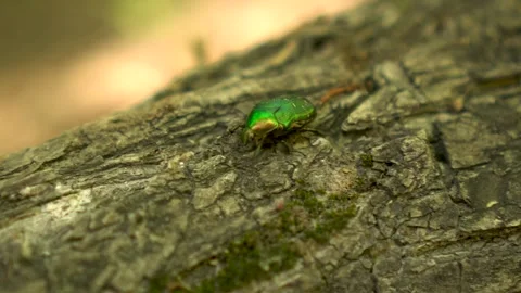 A Shimmering Green Beetle on Tree Bark A Fascinating Sight in the Wonders of Stock Footage 280866669