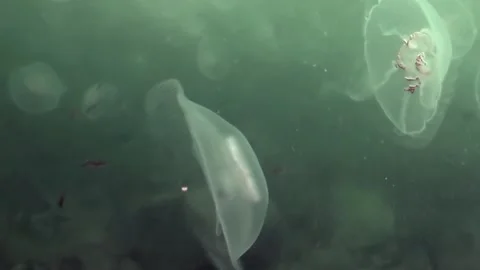 Shimmering Jellyfish Bloom in the Tranquil Waters of the Sea of Japan Stock-Footage 337499279