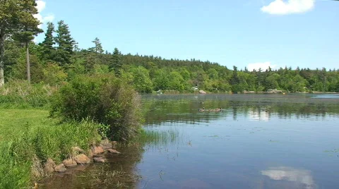 Shimmering Lake with Trees Stock Footage 462361