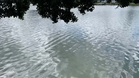 Shimmering lake under tree branches Video stock 207914832