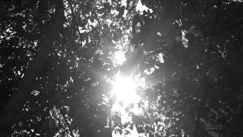 The shimmering of light and shadows Stock Footage 281726016