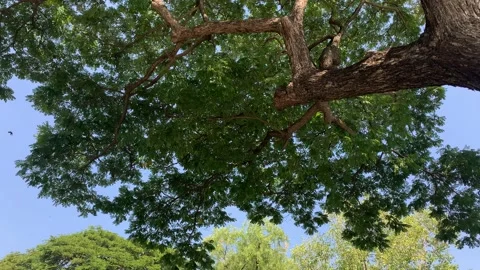 Shimmering light reflecting off tree canopy - establishing shot of nature Vídeo Stock 168504639