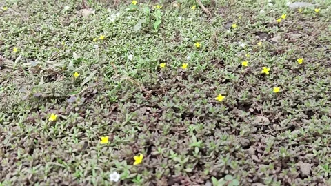 Shimmering Orange Marigold in Full Bloom Surrounded by Lush Green Foliage Stock Footage 311873085