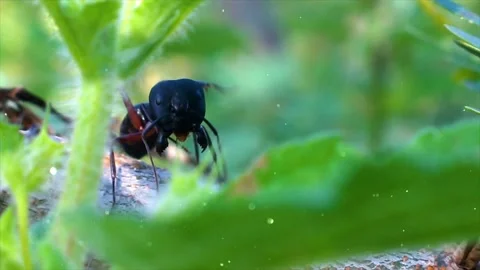 Shimmering Particles Floating Around Ants Feeding on Tree Bark Macro Stock Footage 330234325