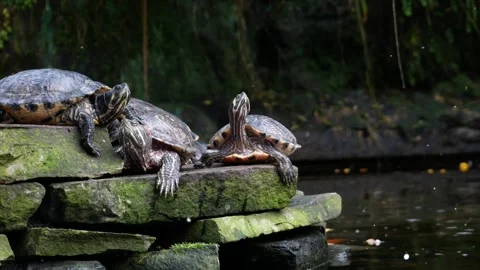 Shimmering Particles Flying Over Resting Turtles Animation Stock Footage 330234307