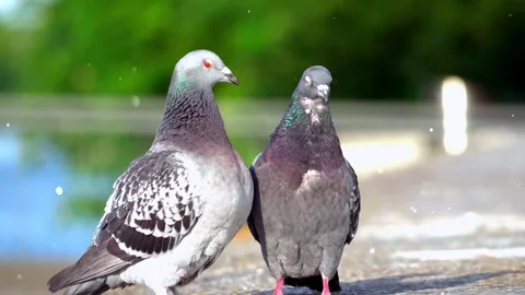 Shimmering Particles Flying Over Sitting Pigeons Stock Footage 330234541