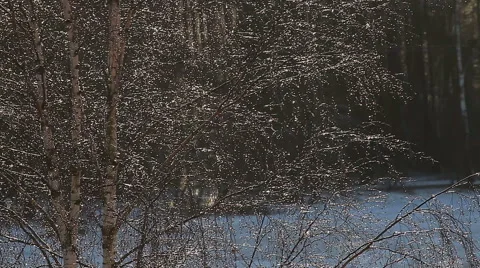 Shimmering rain drops in birch tree twigs Stock Footage 58430926