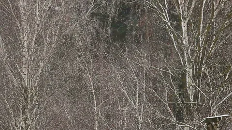 Shimmering rain drops in birch tree twigs. Stock Footage 58569887